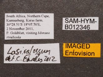 Lasioglossum_SAM-HYM-B012346_labels