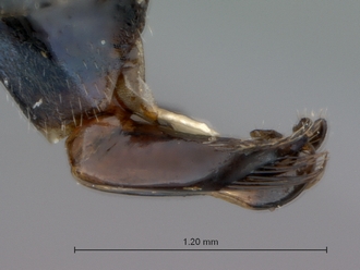Ammophila_bechuana_SAM_HYM_A009315_male_penis_valve_lateral