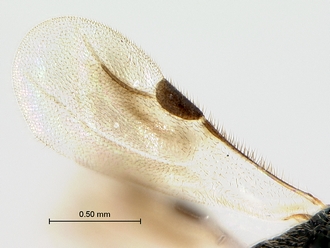Dendrocerus_sp_wing