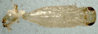 Astichus_micans_pupa_with_ciid_larval_remains