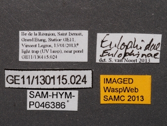 Eulophidae_SAM-HYM-P046386_labels