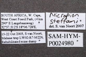 Micrapion_steffani_labels