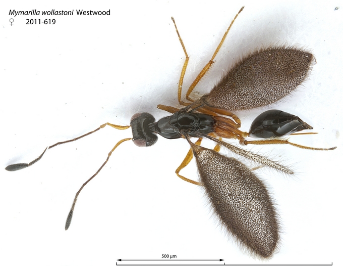 Mymarilla wollastoni habitus