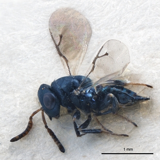 Caenocrepis formidilosa female holotype