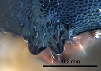 Caenocrepis formidilosa male clypeus
