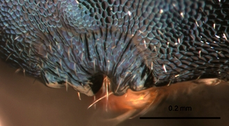 Caenocrepis simonae female clypeus