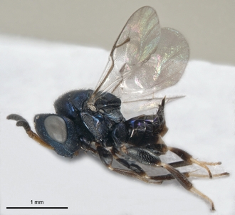 Caenocrepis simonae female holotype