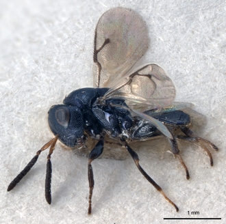 Caenocrepis simonae male paratype