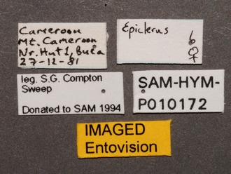 Epiclerus_SAM-HYM-P010172_labels