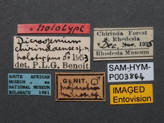 Pristocera_chirindaensis_SAM-HYM-P003864_labels