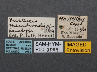 Pristocera_meridionalis_SAM-HYM-P003859_labels
