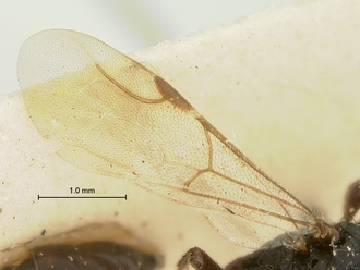 Pristocera_meridionalis_SAM-HYM-P003859_wing
