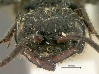 Pristocera_termitophila_SAM-HYM-P003860_head_frontal