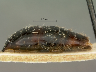 Pristocera_termitophila_SAM-HYM-P003860_metasoma_lateral