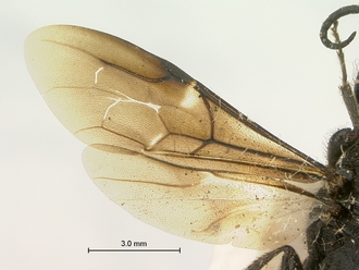 Pristocera_termitophila_SAM-HYM-P003860_wing