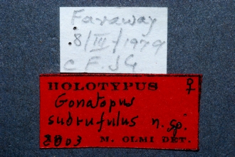 Gonotopus_subrufulus_labels