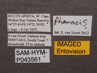 Phanacis_SAM-HYM-P043561_labels