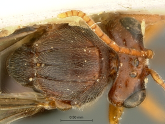 Qwaqwaia_scolopiae_Holotype_head_mesosoma_dorsal