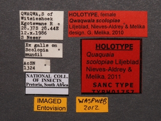 Qwaqwaia_scolopiae_Holotype_labels