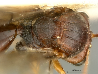Qwaqwaia_scolopiae_Holotype_mesosoma_dorsal