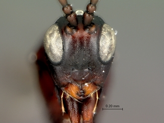 Afrodontaspis_male_head_frontal