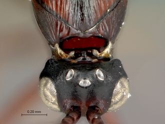 Afrodontaspis_male_head_pronotal_plate