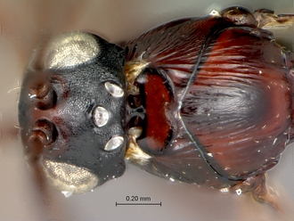 Afrodontaspis_male_head_pronotal_plate_anterior