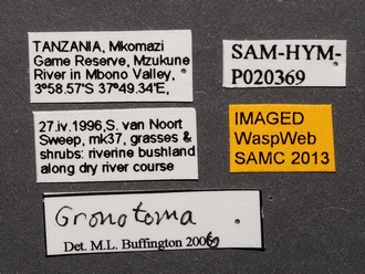 Gronotoma_SAM-HYM-P020369_labels