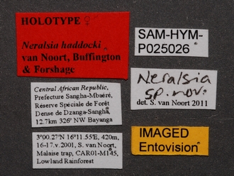 Neralsia_haddocki_SAM-HYM-P025026_labels