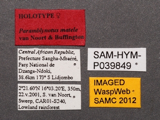 Paramblynotus_matele_SAM-HYM-P039849_labels