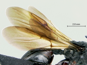 Oberthuerella_kibalensis_SAM-HYM-P024842_wings