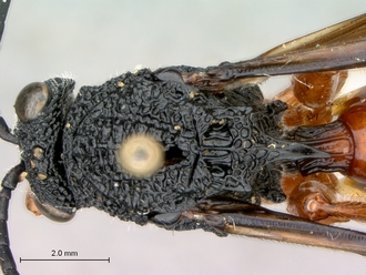 Oberthuerella_lenticularis_Madagascar_female_head_mesosoma_dorsal