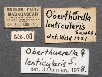Oberthuerella_lenticularis_Madagascar_female_labels