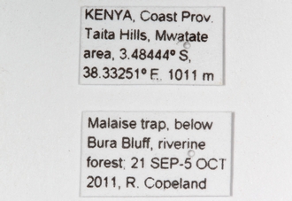 Ismarus_species_Copeland_Kenya_labels