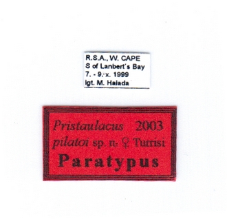 Pristaulacus_pilatoi_PT_labels_Turrisi