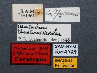 Pristaulacus_pilatoi_SAM-HYM-P002729_labels