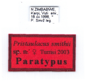 Pristaulacus_smithi_PT_labels_Turrisi