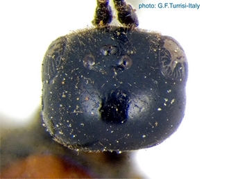 Pristaulacus_thoracicus_Holotype_head_dorsal_Turrisi