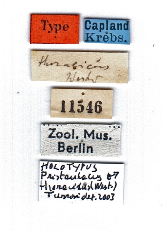 Pristaulacus_thoracicus_Holotype_labels