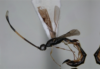 Leptorhaconotus seyrigi-lat