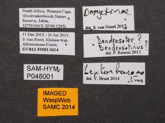 Leptorhaconotus_SAM-HYM-P048001_labels