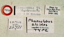 Phorotrophus_alcides_HOLOTYPE_labels