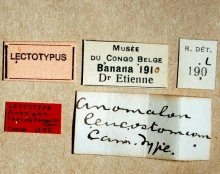 Agrypon_leucostomum_LECTOTYPE_labels