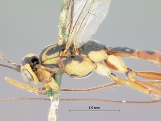 Himertosoma_densepunctatum_holotype