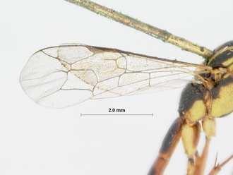 Himertosoma_densepunctatum_holotype