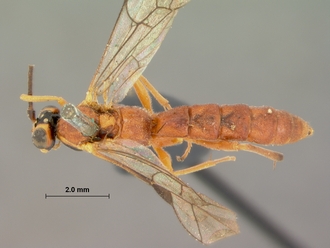 Sjostedtiella_nigripectus_holotype