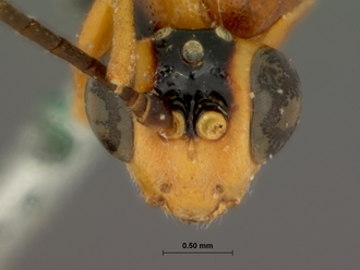 Sjostedtiella_nigripectus_holotype