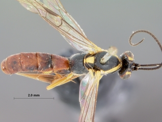 Sjostedtiella_erythrostoma_holotype