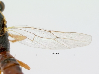Sjostedtiella_erythrostoma_holotype