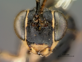 Syzeuctus_electus_HT_female_head_frontal